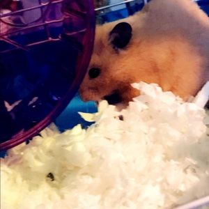 Meet your Posher, Sophie